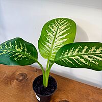 Dieffenbachia maculata 'Tropic Snow' (Dumb Cane 'Tropical Snow') - 4" Pot