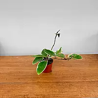 Hoya Carnosa 'Krimson Queen' - 2.5" Pot