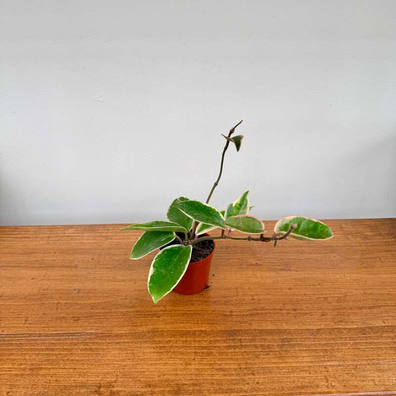 Hoya Carnosa 'Krimson Queen' - 2.5" Pot