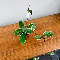 Hoya Carnosa 'Krimson Queen' - 2.5" Pot