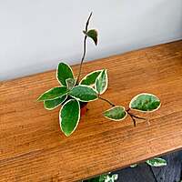 Hoya Carnosa 'Krimson Queen' - 2.5" Pot