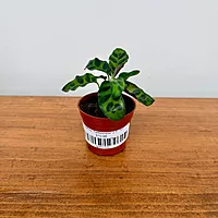 Calathea 'Rattlesnake' 2.5" Pot