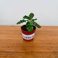Calathea 'Rattlesnake' 2.5" Pot