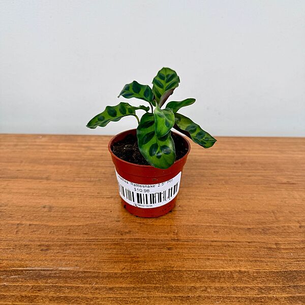 Calathea 'Rattlesnake' 2.5" Pot