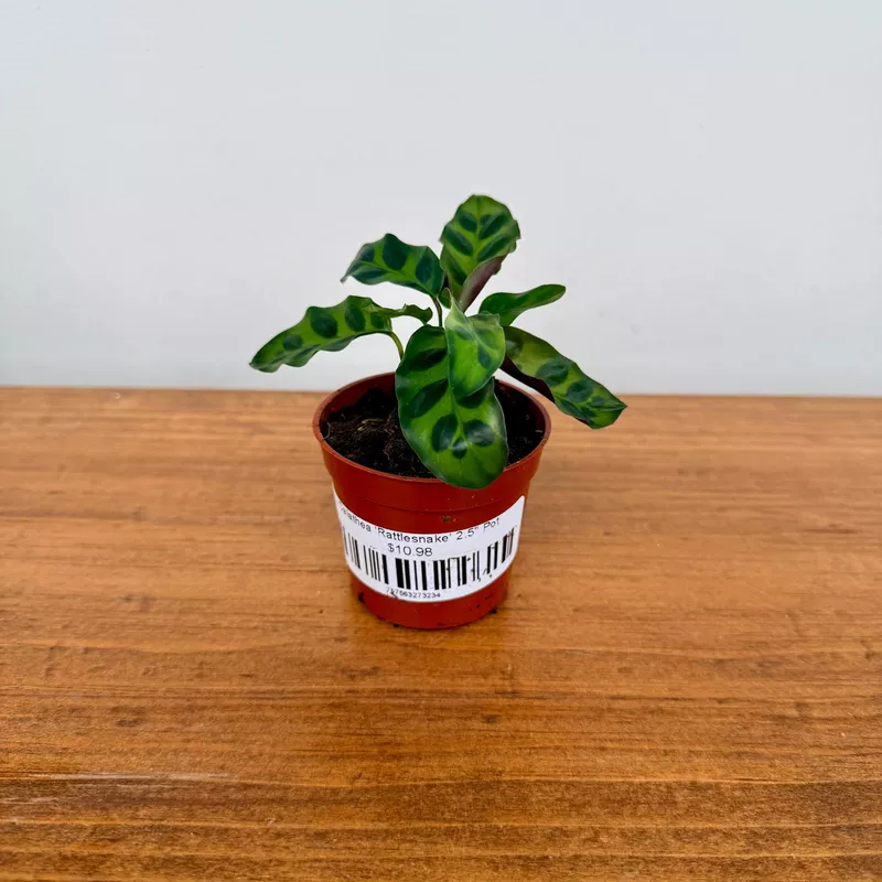 Calathea 'Rattlesnake' 2.5" Pot