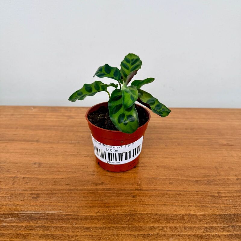 Calathea 'Rattlesnake' 2.5" Pot