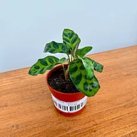 Calathea 'Rattlesnake' 2.5" Pot