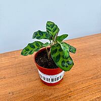 Calathea 'Rattlesnake' 2.5" Pot