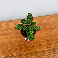 Calathea 'Rattlesnake' 2.5" Pot