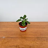 Calathea 'Rattlesnake' 2.5" Pot