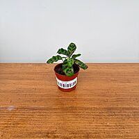 Calathea 'Rattlesnake' 2.5" Pot
