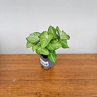 Syngonium White Butterfly 3" Pot