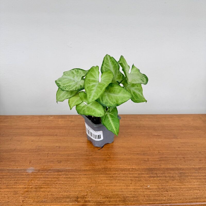 Syngonium White Butterfly 3" Pot