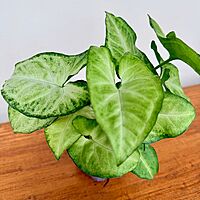Syngonium White Butterfly 3" Pot