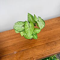 Syngonium White Butterfly 3" Pot