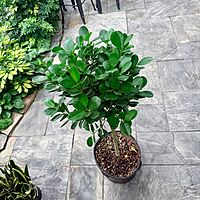 Ficus microcarpa 'Moclame' (Ficus 'Moclame') - 14" Pot - Std