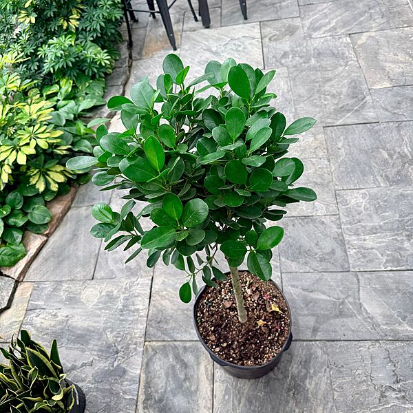 Ficus microcarpa 'Moclame' (Ficus 'Moclame') - 14" Pot - Std
