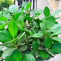 Ficus microcarpa 'Moclame' (Ficus 'Moclame') - 14" Pot - Std