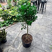Ficus microcarpa 'Moclame' (Ficus 'Moclame') - 14" Pot - Std