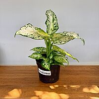 Dieffenbachia maculata 'Amy' (Dumb Cane 'Amy') - 6" Pot