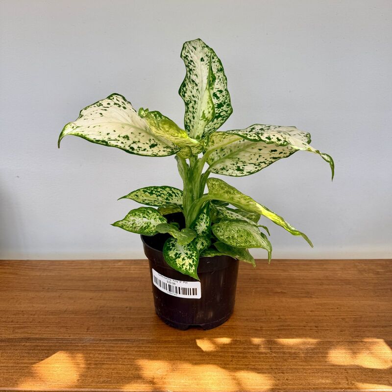 Dieffenbachia maculata 'Amy' (Dumb Cane 'Amy') - 6" Pot