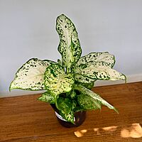 Dieffenbachia maculata 'Amy' (Dumb Cane 'Amy') - 6" Pot