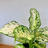 Dieffenbachia maculata 'Amy' (Dumb Cane 'Amy') - 6" Pot