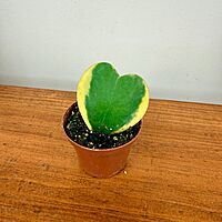 Hoya kerrii - Heart Leaf Hoya - 2.5" Pot
