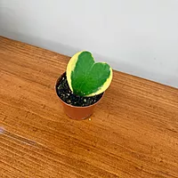 Hoya kerrii - Heart Leaf Hoya - 2.5" Pot