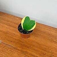 Hoya kerrii - Heart Leaf Hoya - 2.5" Pot