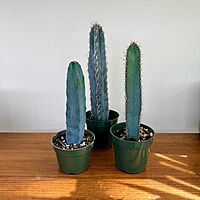 Cactus Assorted 4" Pot