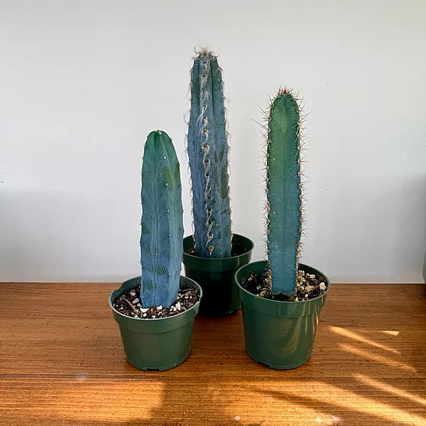 Cactus Assorted 4" Pot