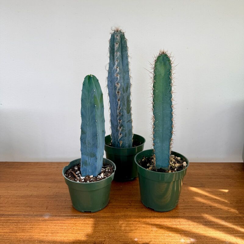 Cactus Assorted 4" Pot