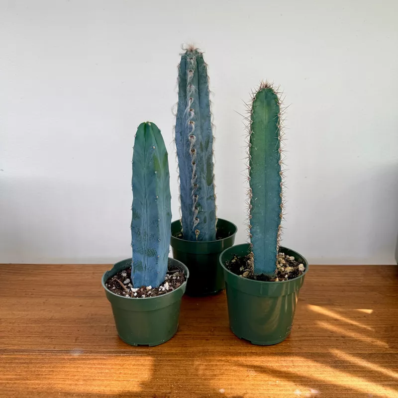 Cactus Assorted 4" Pot