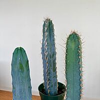 Cactus Assorted 4" Pot