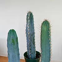 Cactus Assorted 4" Pot