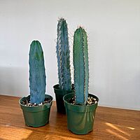 Cactus Assorted 4" Pot