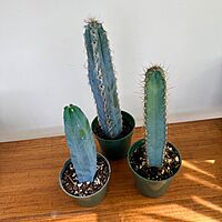 Cactus Assorted 4" Pot