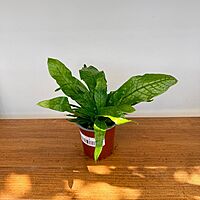 Crocodile Fern (Microsorum musifolium) - 4" Pot