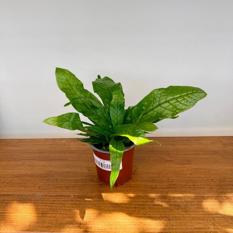 Crocodile Fern (Microsorum musifolium) - 4" Pot