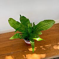 Crocodile Fern (Microsorum musifolium) - 4" Pot