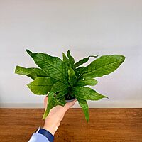 Crocodile Fern (Microsorum musifolium) - 4" Pot