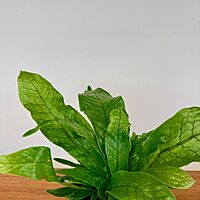 Crocodile Fern (Microsorum musifolium) - 4" Pot