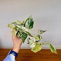 Snow Queen Pothos (Epipremnum aureum 'Snow Queen') - 4" Pot