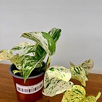 Snow Queen Pothos (Epipremnum aureum 'Snow Queen') - 4" Pot