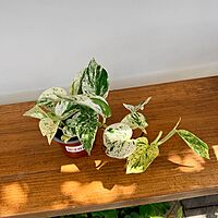 Snow Queen Pothos (Epipremnum aureum 'Snow Queen') - 4" Pot