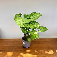 Nephthytis 'White Butterfly' (Syngonium podophyllum) - 4" Pot