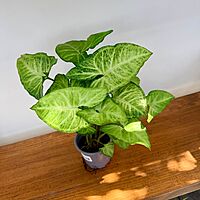 Nephthytis 'White Butterfly' (Syngonium podophyllum) - 4" Pot