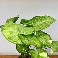 Nephthytis 'White Butterfly' (Syngonium podophyllum) - 4" Pot
