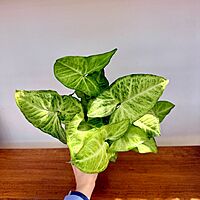 Nephthytis 'White Butterfly' (Syngonium podophyllum) - 4" Pot
